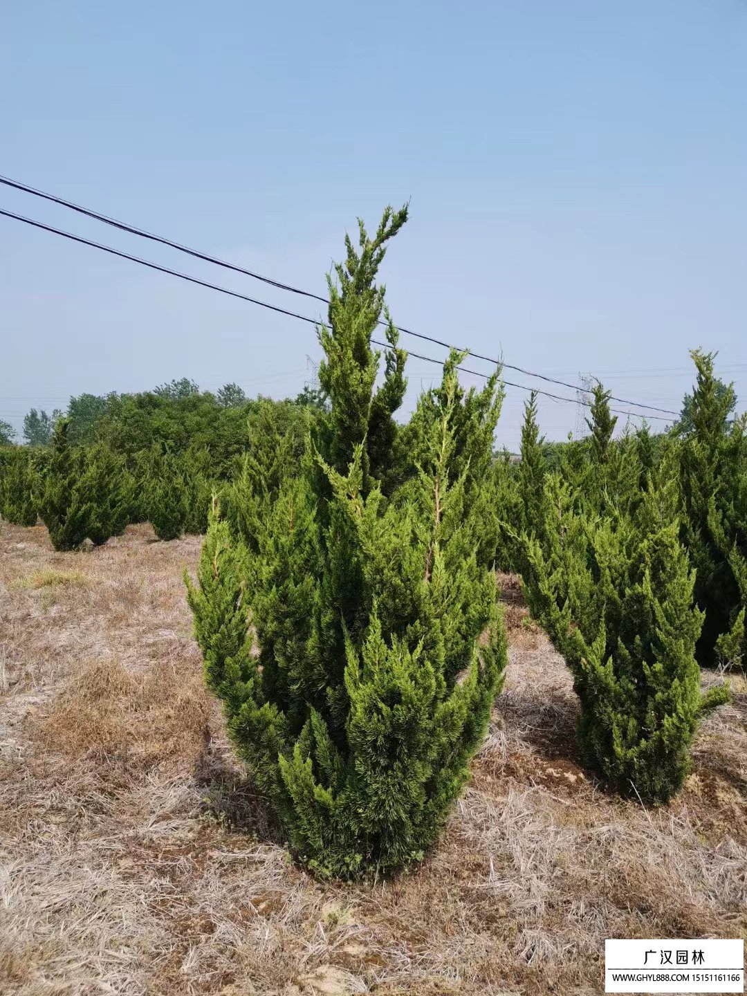 河南南阳卧龙区：科技创新推动花卉产业转型升级