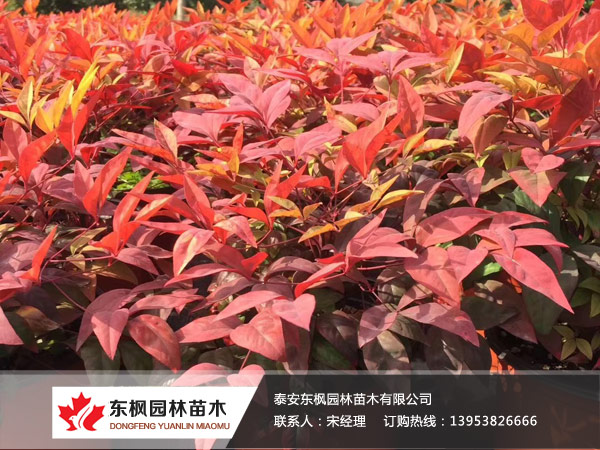 INTERNATIONAL EXHIBITION OF FLOWERS PLAN