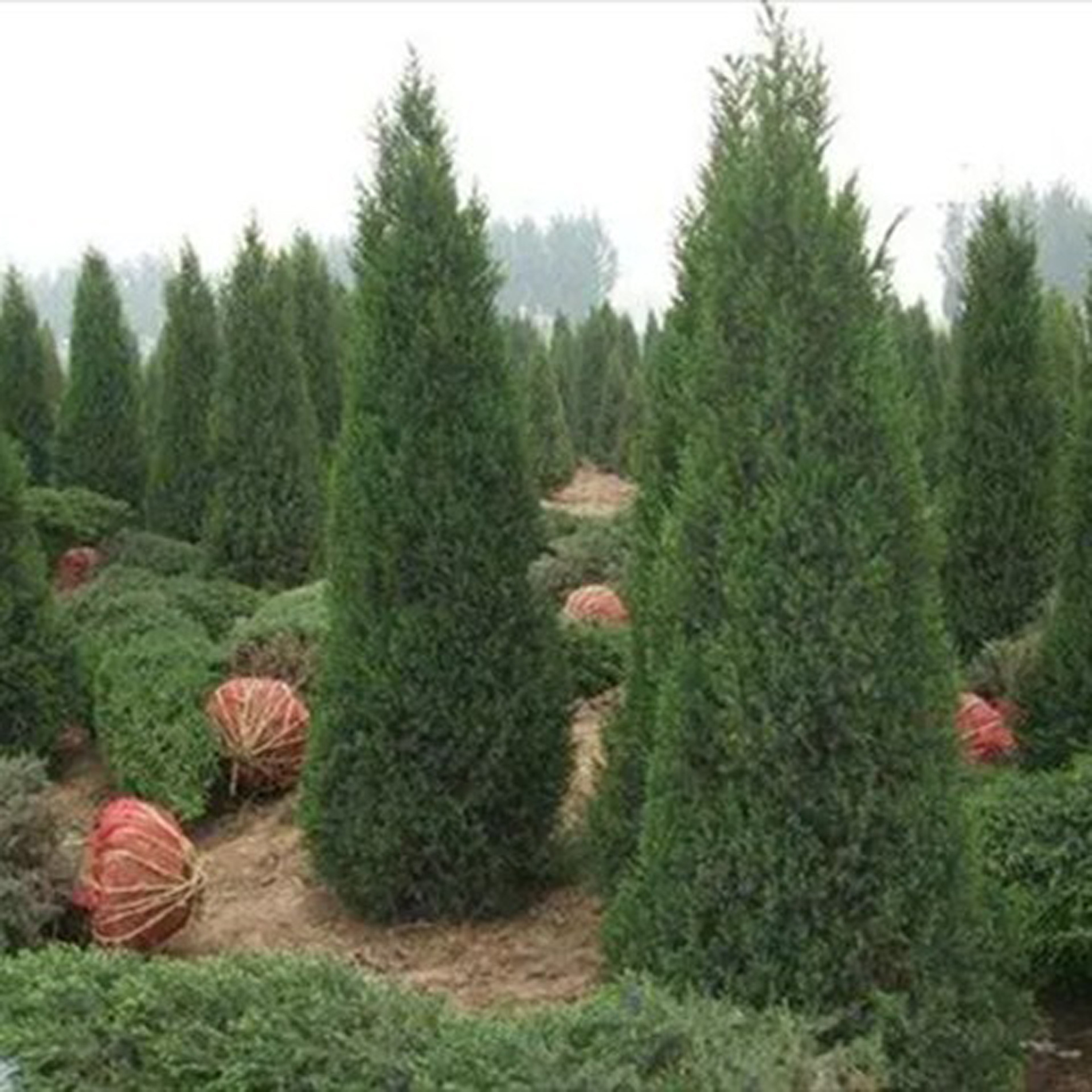 石家庄市城市园林绿化管理条例