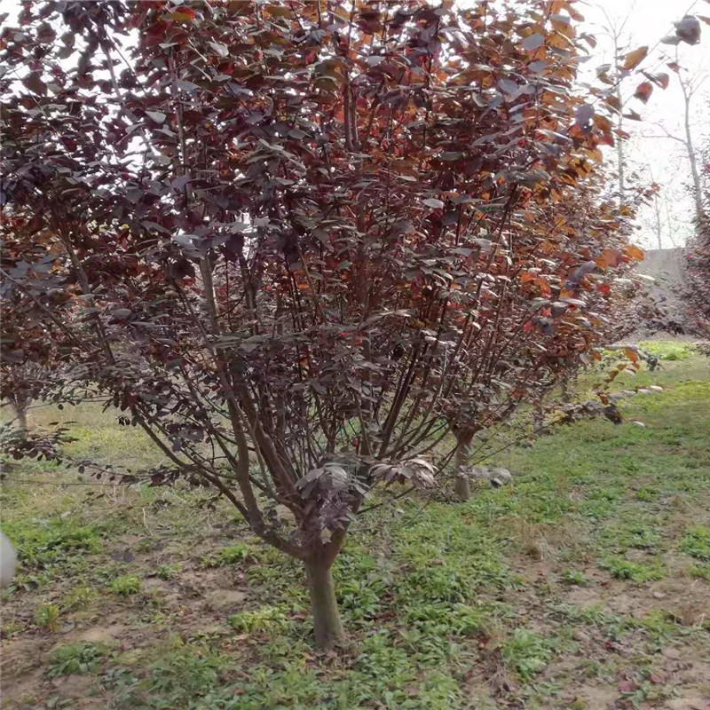 中国绿化苗木行业市场需求预测与投资战略规划分析报告