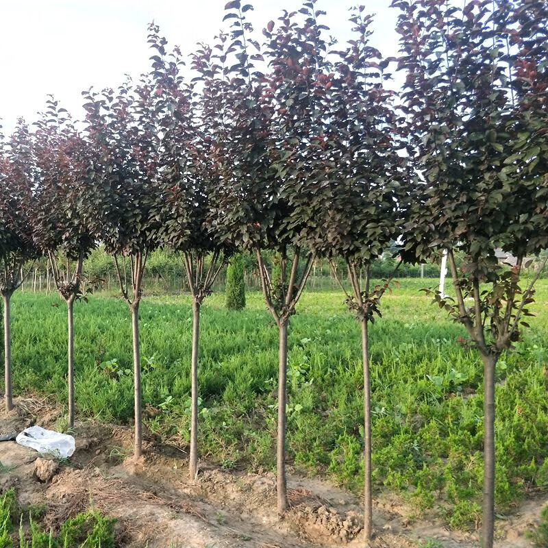 芜湖市城南实验中学举办园林苗木扦插趣味活动助力五育融合