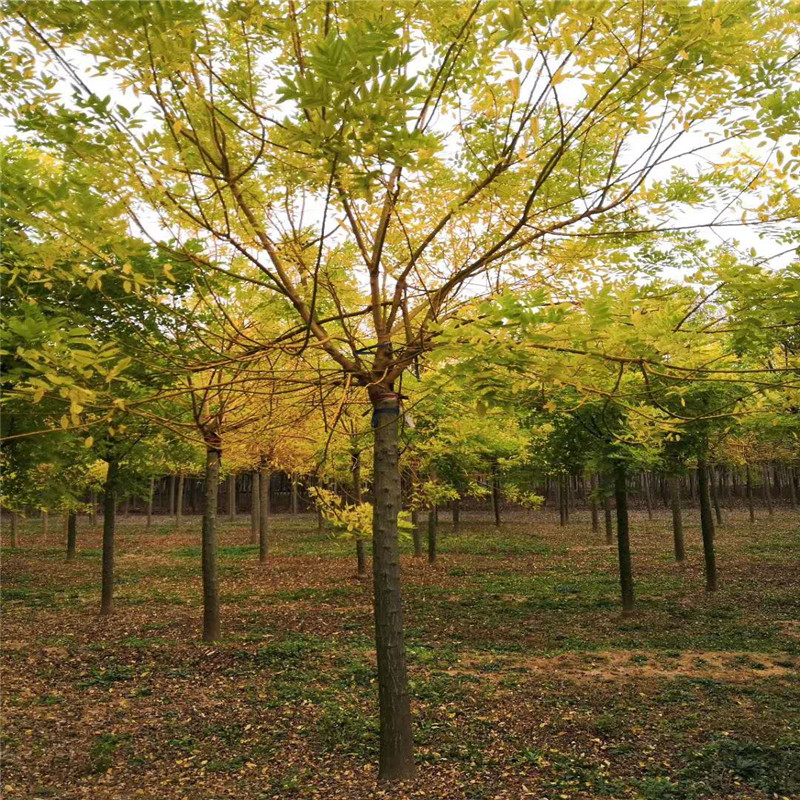 桂林市林业和园林局：助企安商显担当