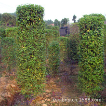 哈尔滨市双城区希勤满族乡人民政府双城区希勤满族乡爱贤村园林苗木产业基地冷库建设项