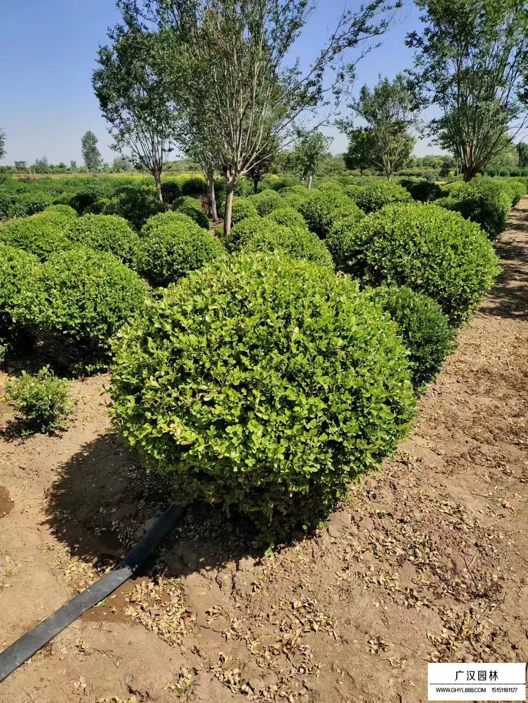 烟台南山公园下步还有改造计划！