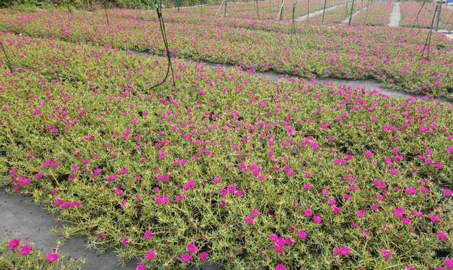 复盛苗圃近万株花卉即将“上岗” 江北街头绿化再升级